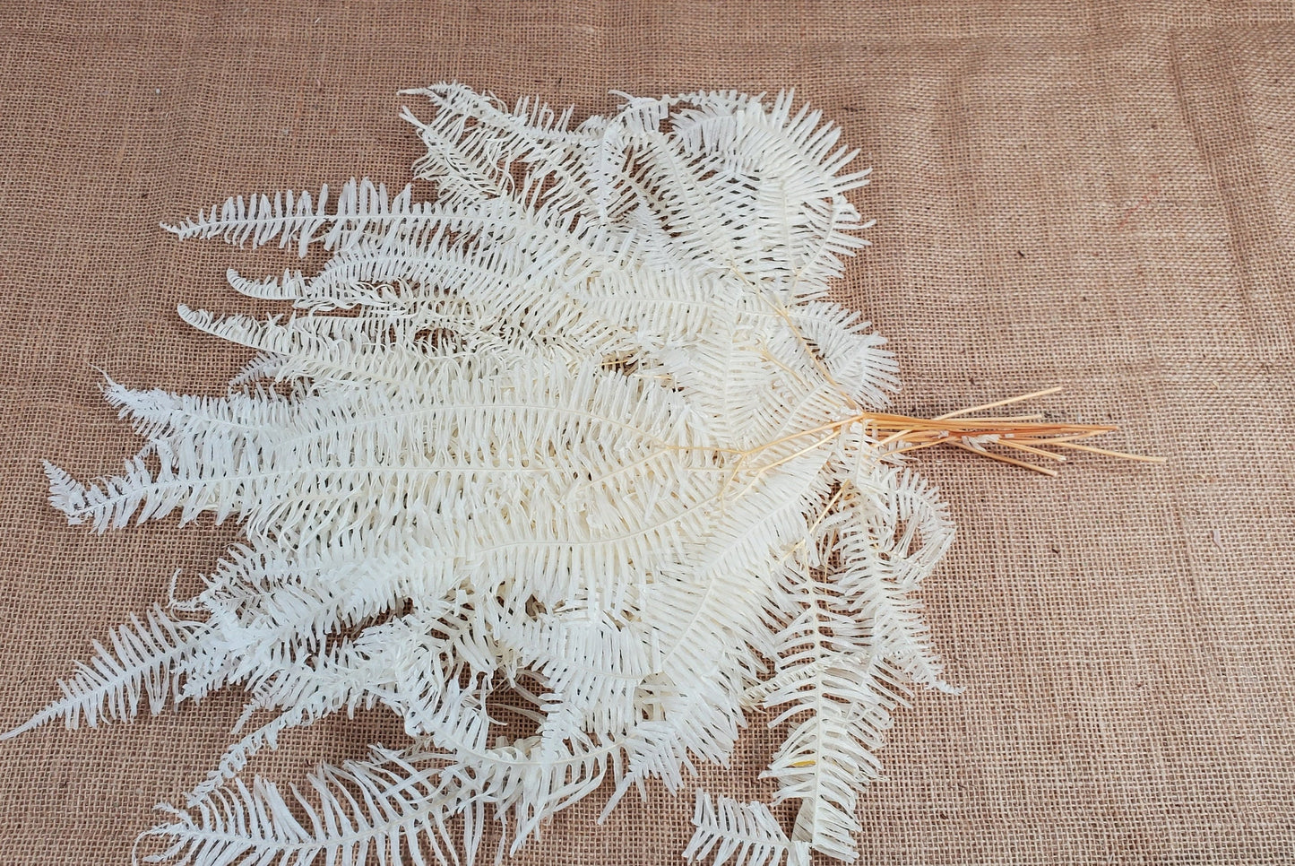 White Preserved Mountain Fern Leaf: Floral Arrangement, Home Decor (10 Pack)