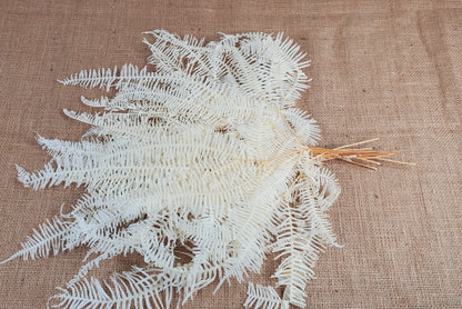 White Preserved Mountain Fern Leaf: Floral Arrangement, Home Decor (10 Pack)