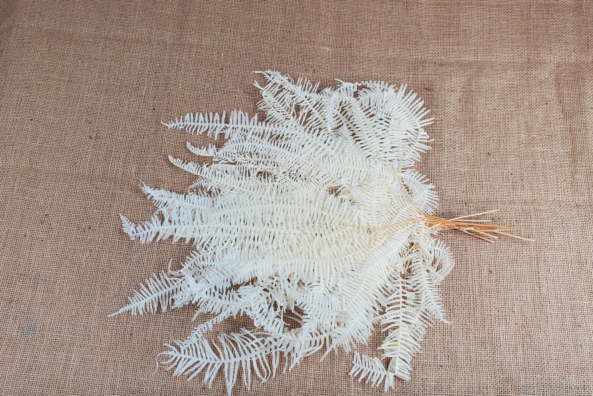 White Preserved Mountain Fern Leaf: Floral Arrangement, Home Decor (10 Pack)