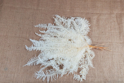 White Preserved Mountain Fern Leaf: Floral Arrangement, Home Decor (10 Pack)