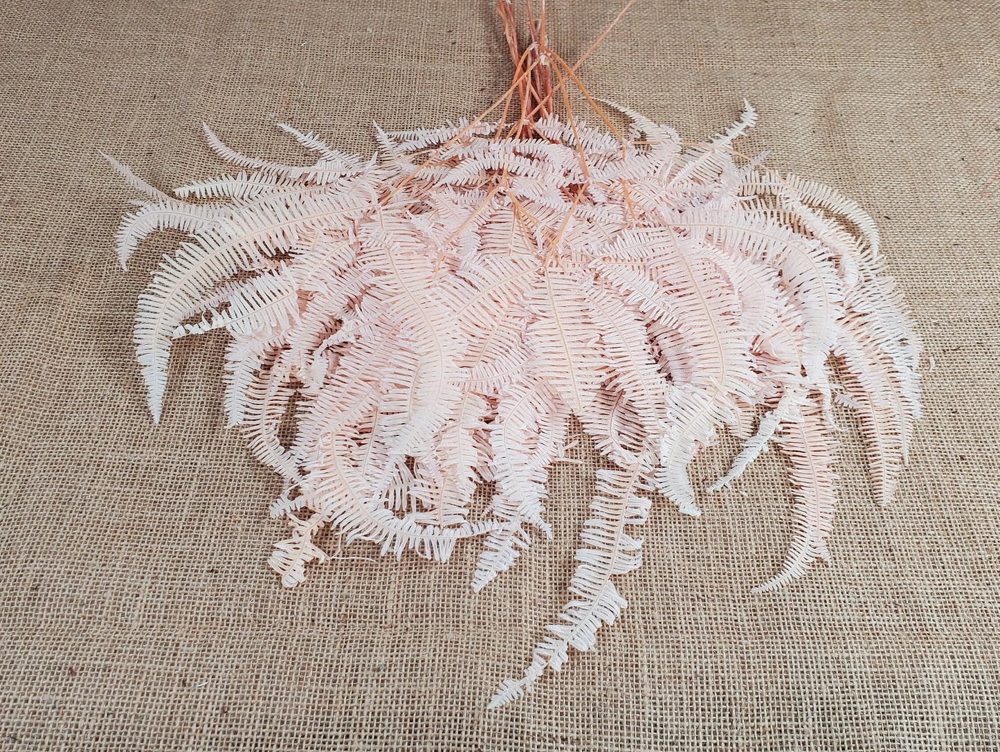 Light Pink Preserved Mountain Fern Leaf: Floral Arrangement, Vase Bouquet