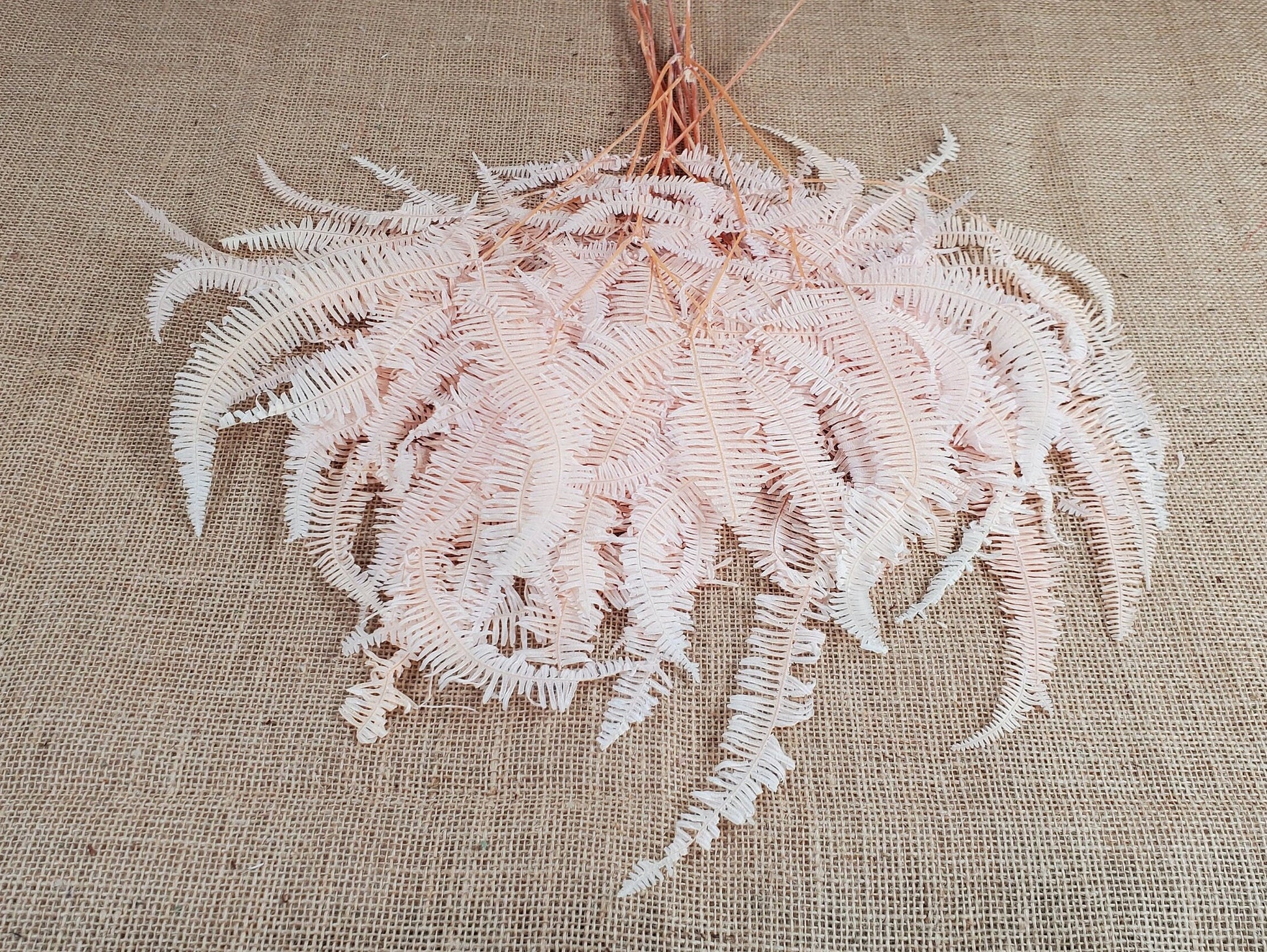 Light Pink Preserved Mountain Fern Leaf: Floral Arrangement, Vase Bouquet