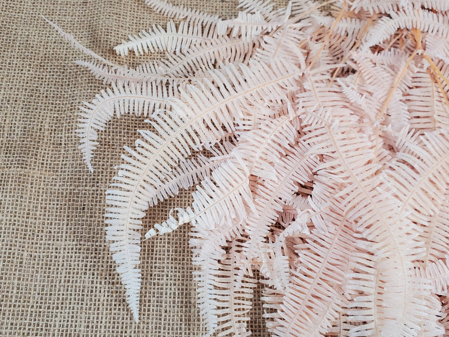 Light Pink Preserved Mountain Fern Leaf: Floral Arrangement, Vase Bouquet