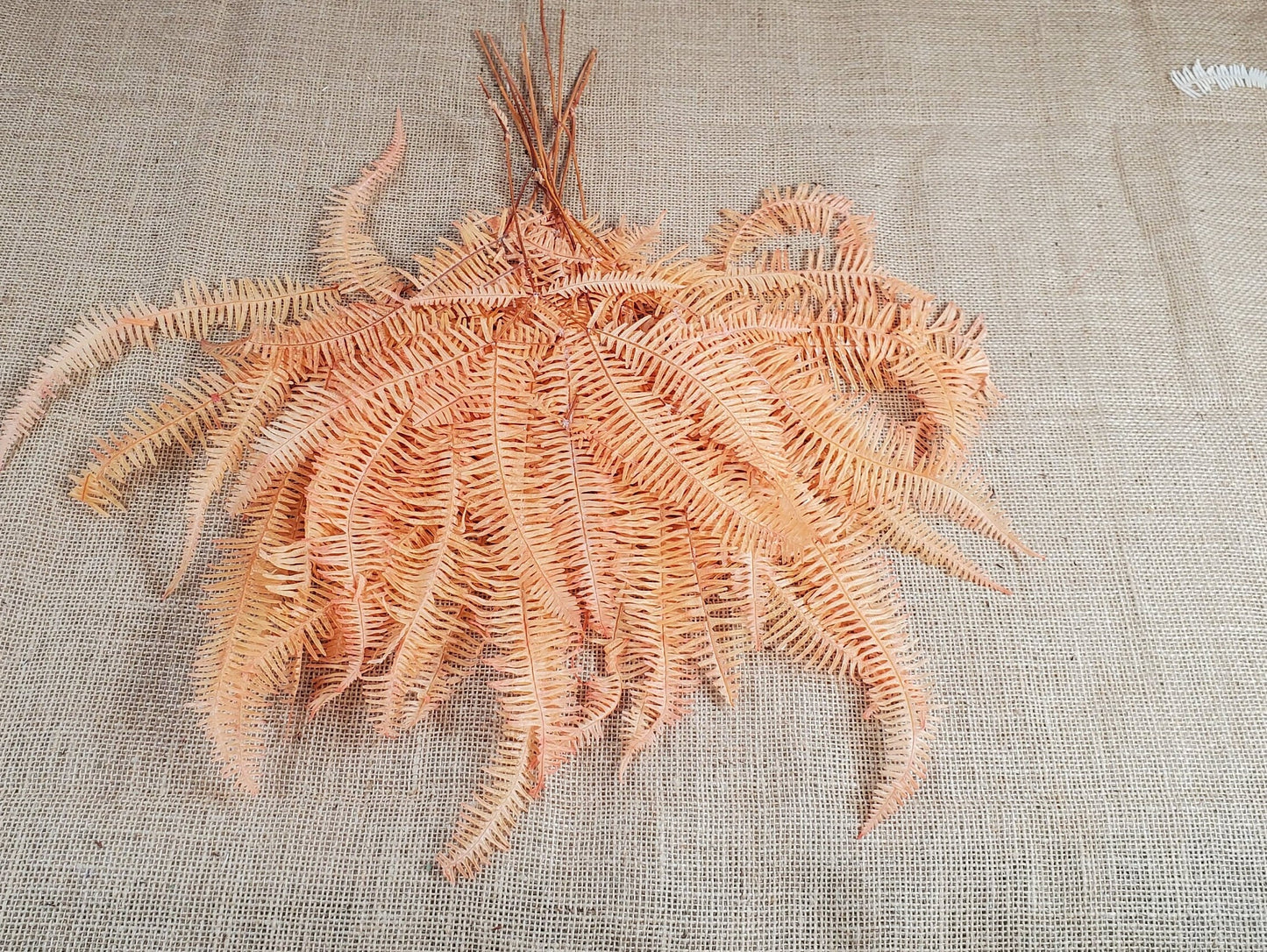 Orange Preserved Mountain Fern Leaf - Floral Arrangement, Home Decor (10 Pack)