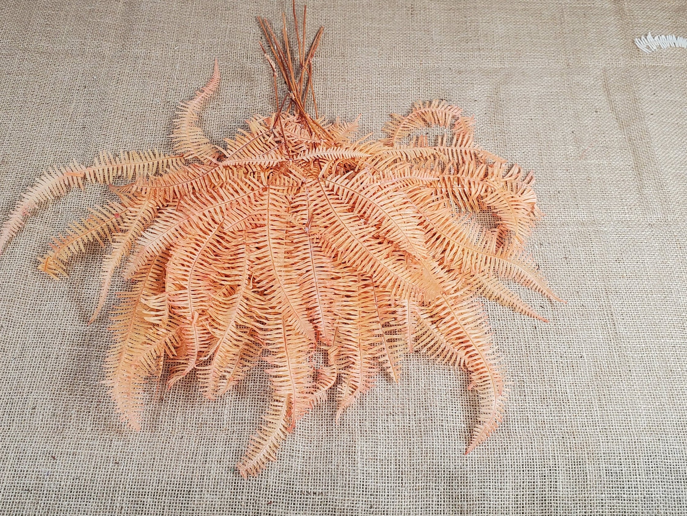 Orange Preserved Mountain Fern Leaf - Floral Arrangement, Home Decor (10 Pack)