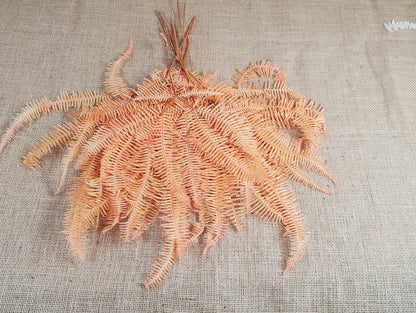 Orange Preserved Mountain Fern Leaf - Floral Arrangement, Home Decor (10 Pack)