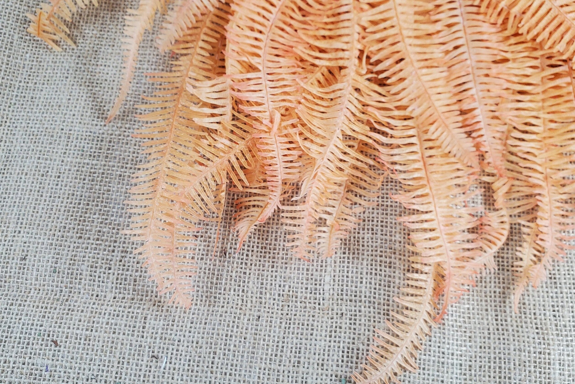 Orange Preserved Mountain Fern Leaf - Floral Arrangement, Home Decor (10 Pack)
