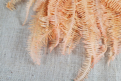 Orange Preserved Mountain Fern Leaf - Floral Arrangement, Home Decor (10 Pack)