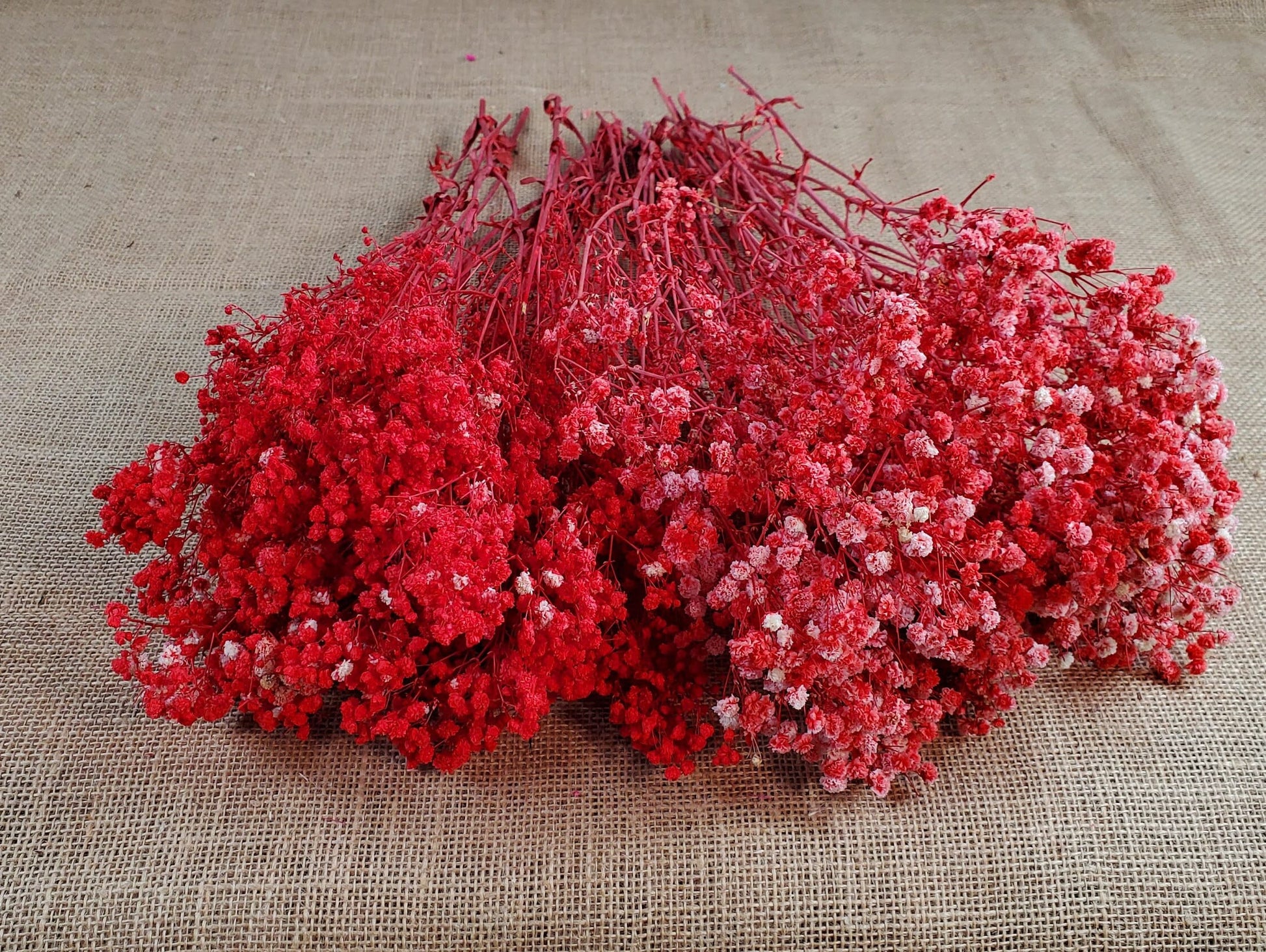 Red Preserved Baby's Breath Bundle: Natural Gypsophilia