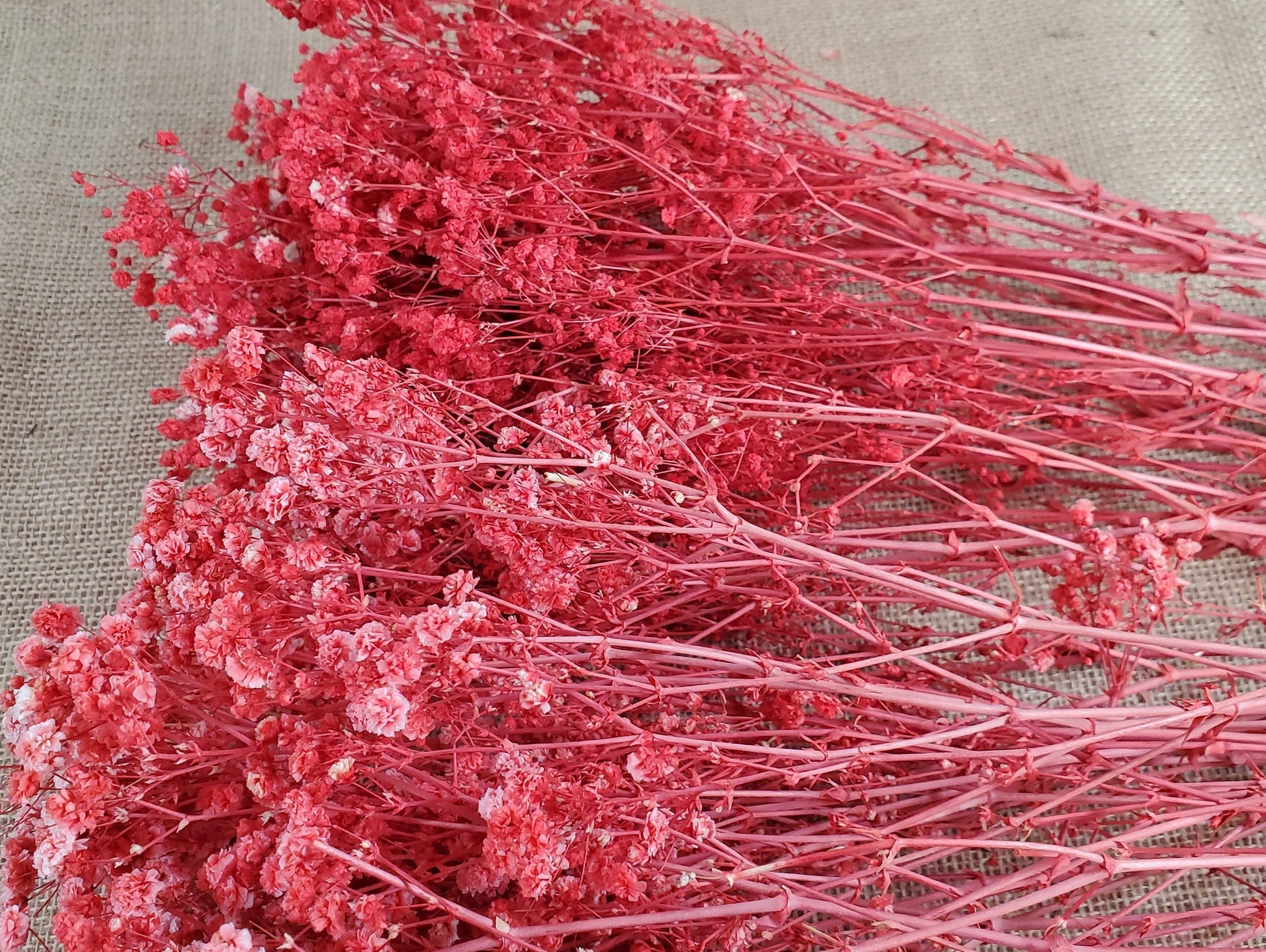 Red Preserved Baby's Breath Bundle: Natural Gypsophilia