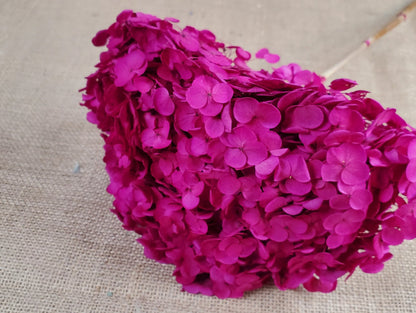 Rose Red Preserved Hydrangea: Wedding Flowers, 18-20" Tall