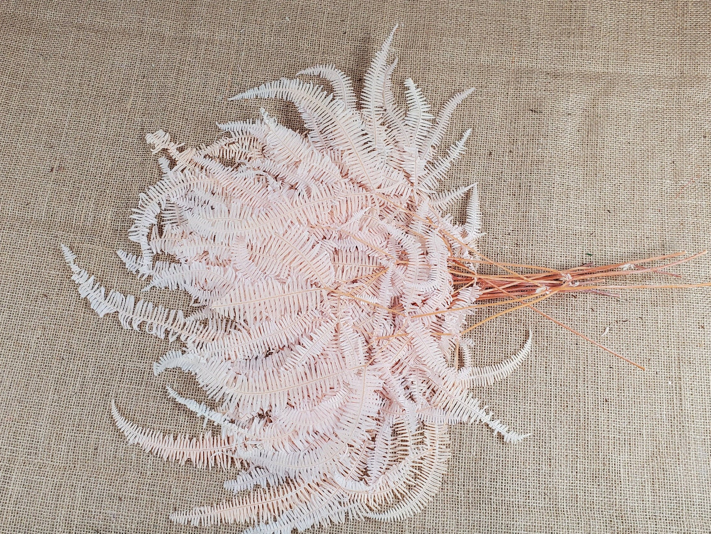 Light Pink Preserved Mountain Fern Leaf: Floral Arrangement, Vase Bouquet