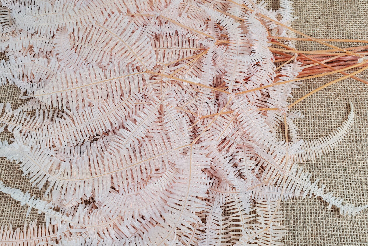 Light Pink Preserved Mountain Fern Leaf: Floral Arrangement, Vase Bouquet