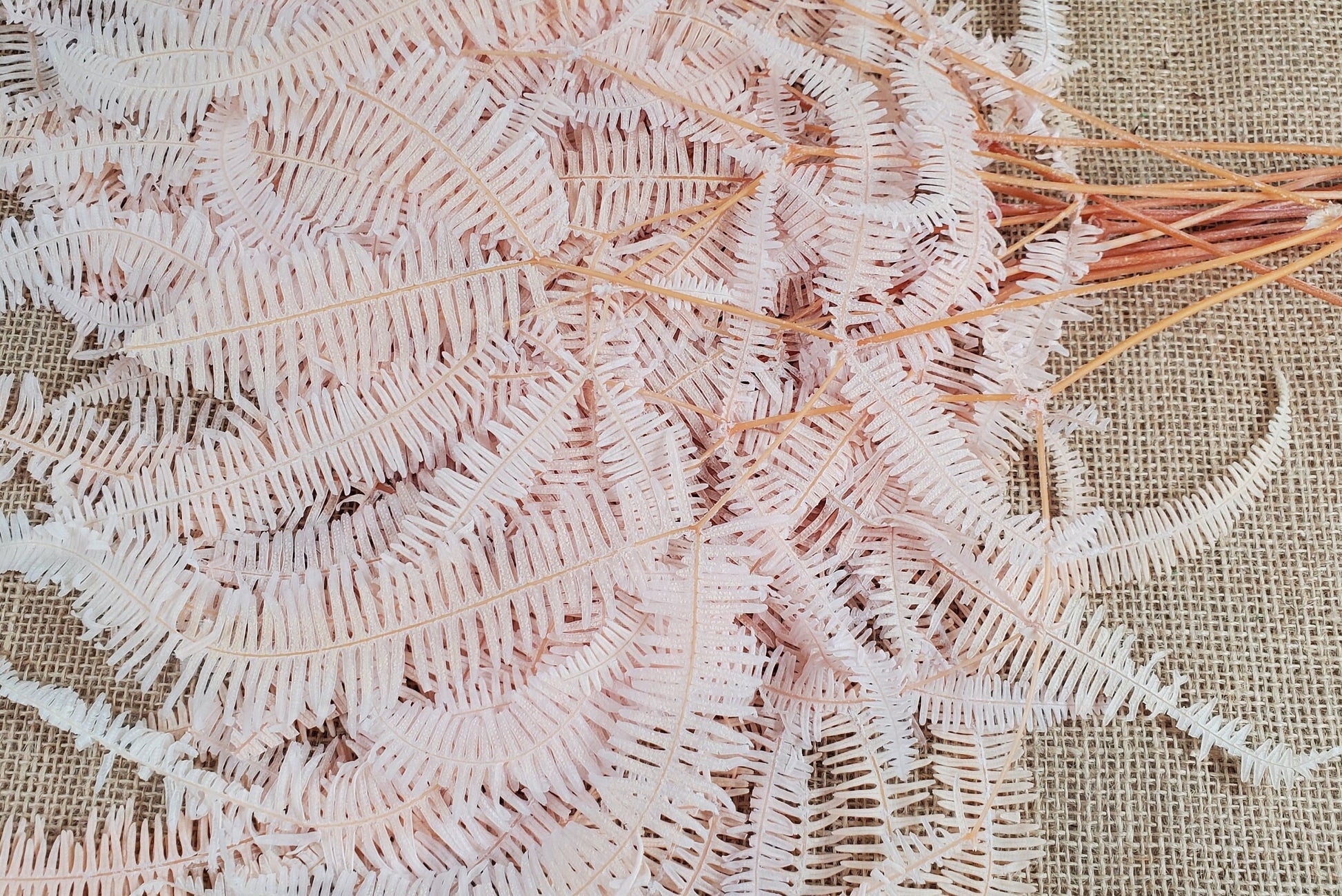 Light Pink Preserved Mountain Fern Leaf: Floral Arrangement, Vase Bouquet