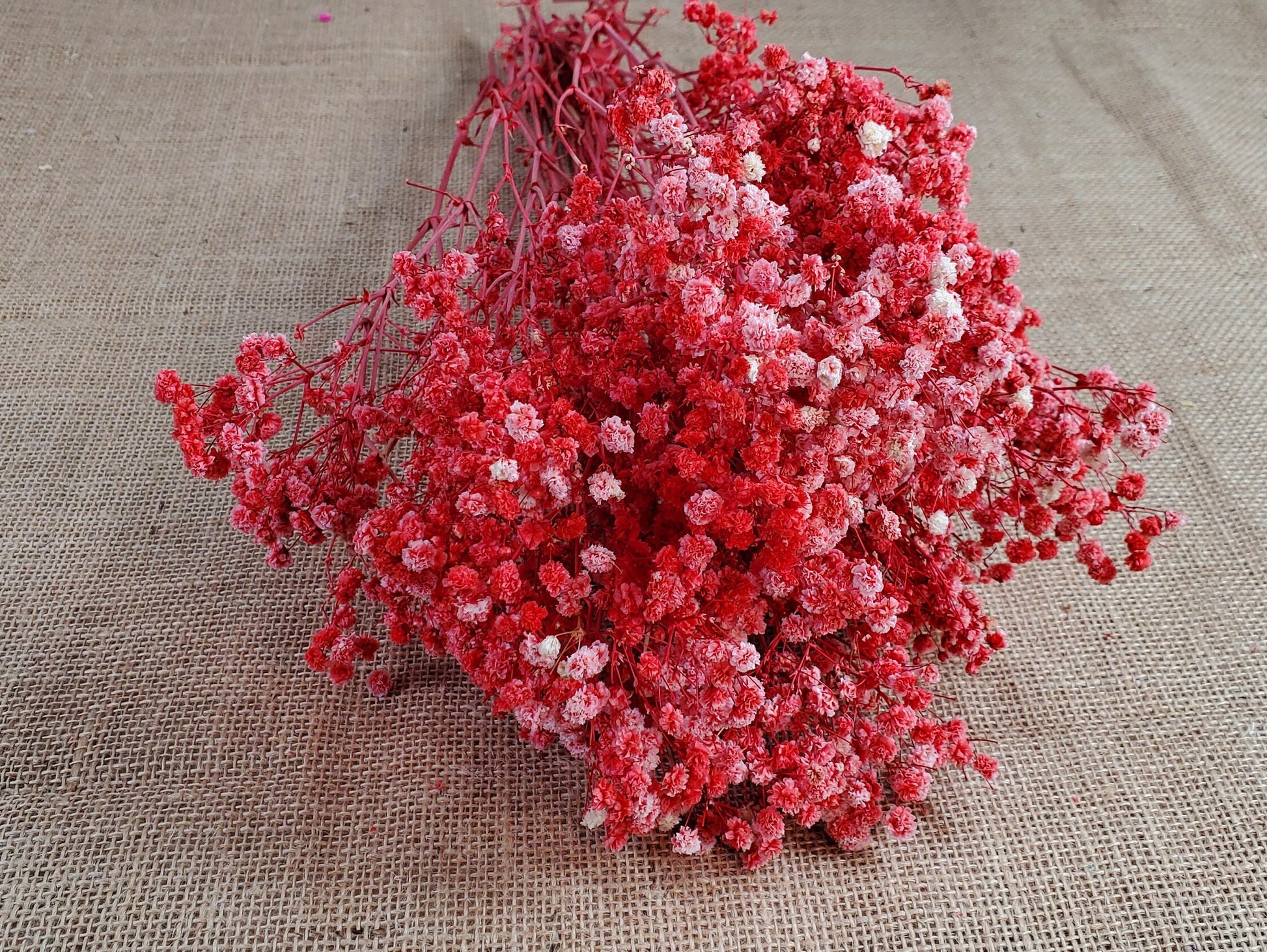 Red Preserved Baby's Breath Bundle: Natural Gypsophilia