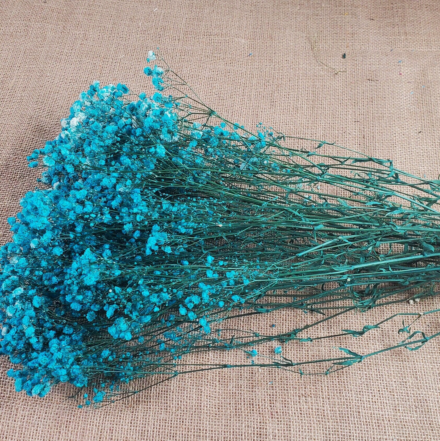Light Blue Preserved Baby's Breath Bundle: Natural Gypsophilia