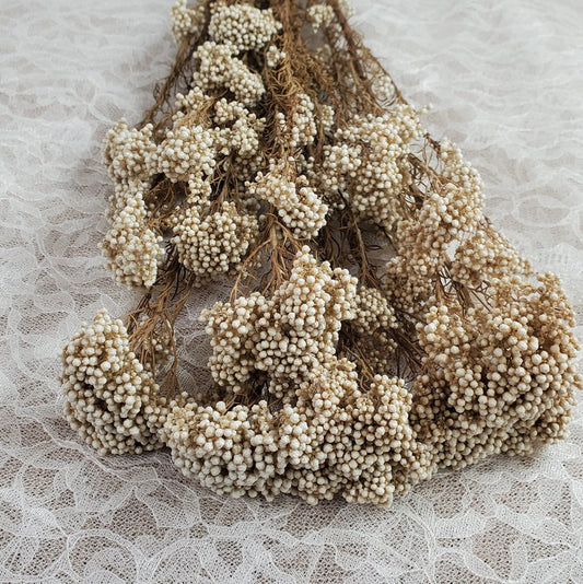 Beige Preserved Rice Flower: Dried Floral Arrangement, Wedding Decor (19-20" Tall)