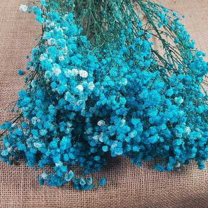 Light Blue Preserved Baby's Breath Bundle: Natural Gypsophilia