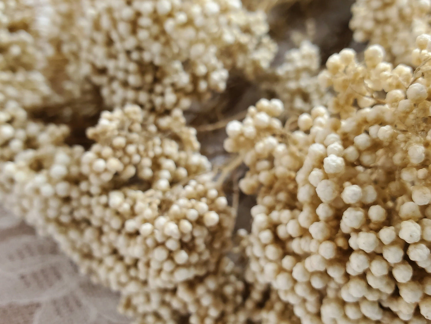 Beige Preserved Rice Flower: Dried Floral Arrangement, Wedding Decor (19-20" Tall)