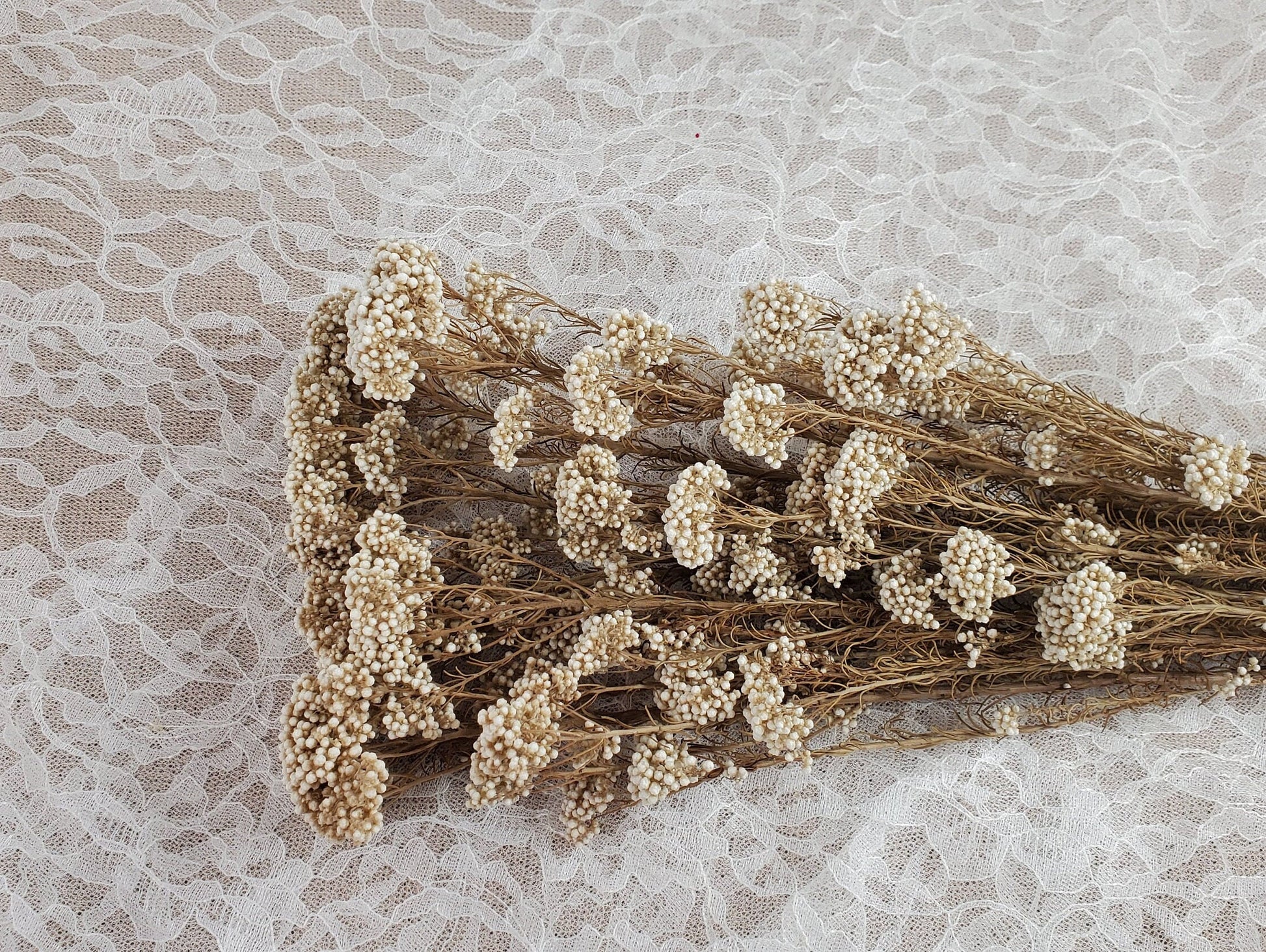 Beige Preserved Rice Flower: Dried Floral Arrangement, Wedding Decor (19-20" Tall)
