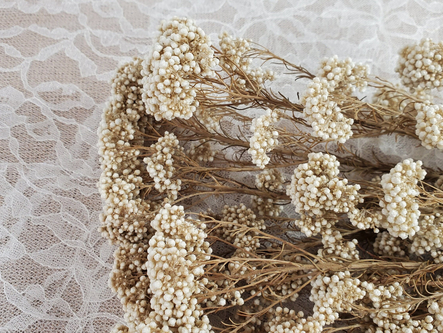 Beige Preserved Rice Flower: Dried Floral Arrangement, Wedding Decor (19-20" Tall)