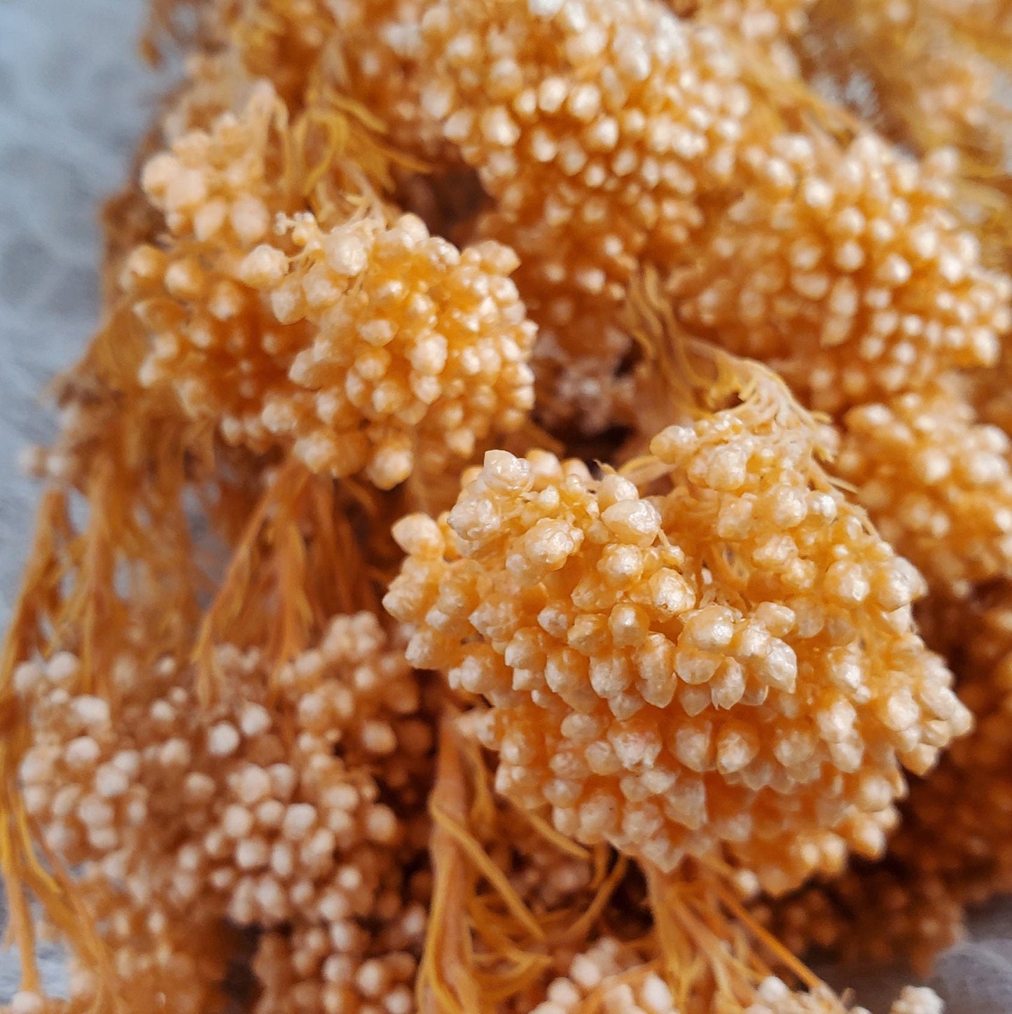 Bleached Orange Preserved Rice Flower: Wedding Bouquet Arrangement (19-20" Tall)