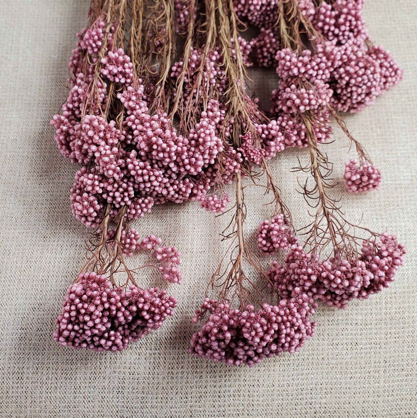 Light Purplish Red Preserved Rice Flower: Dried Floral Arrangement (19-20" Tall)