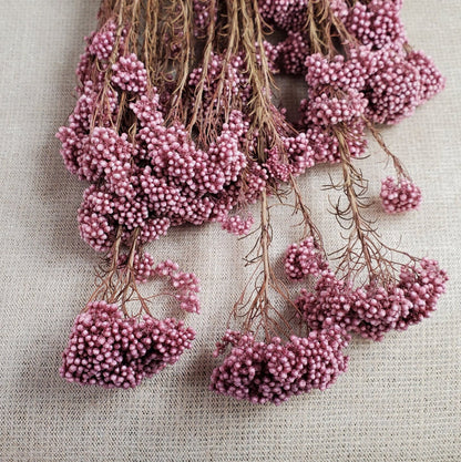 Light Purplish Red Preserved Rice Flower: Dried Floral Arrangement (19-20" Tall)