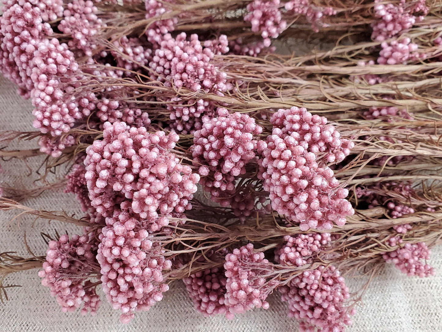Light Purplish Red Preserved Rice Flower: Dried Floral Arrangement (19-20" Tall)