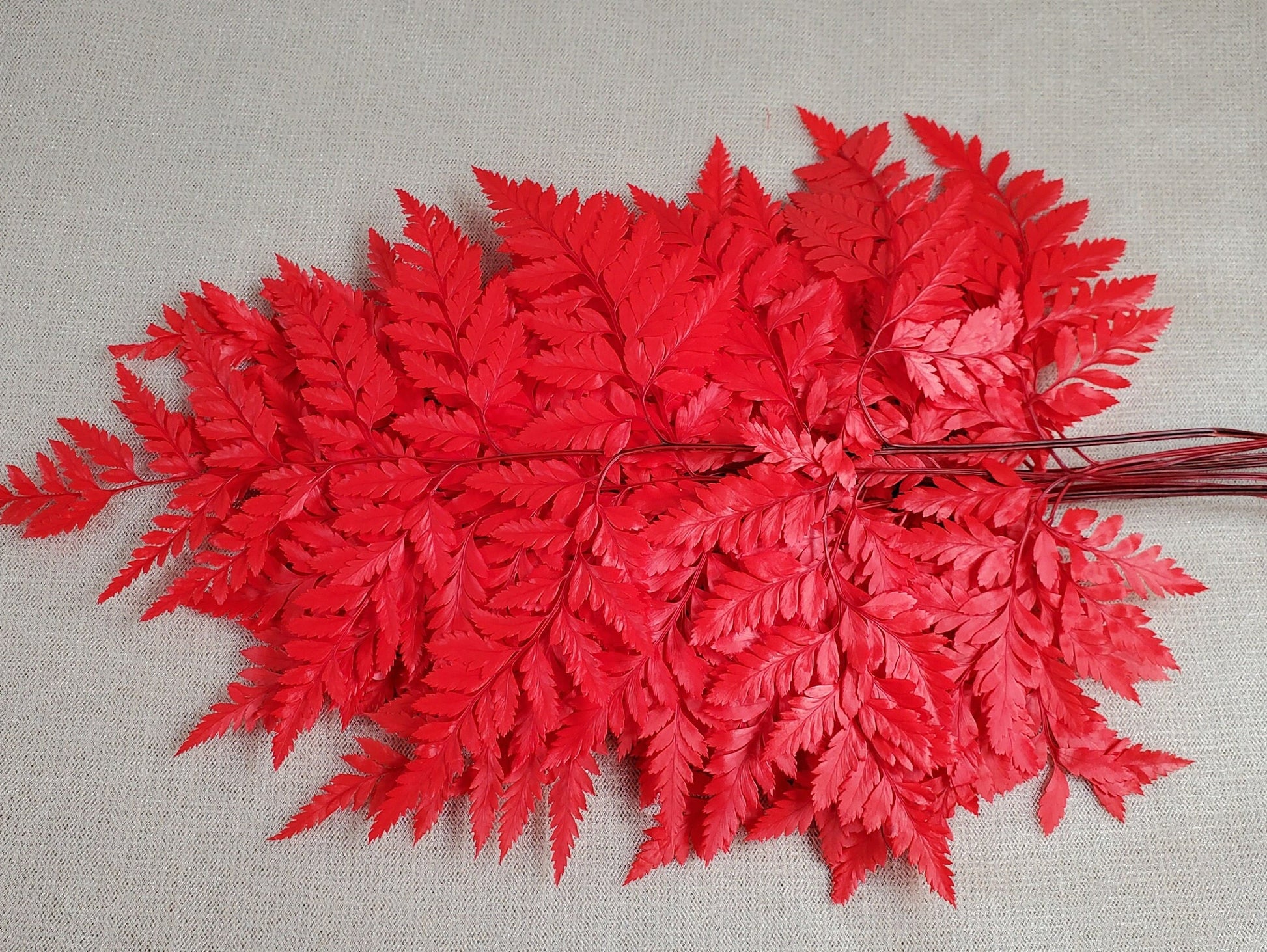 Red Preserved Fern: Wedding Bouquet Filler, Dried Flower Arrangement (19-20" Tall)