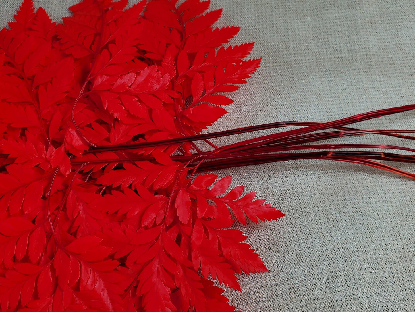 Red Preserved Fern: Wedding Bouquet Filler, Dried Flower Arrangement (19-20" Tall)