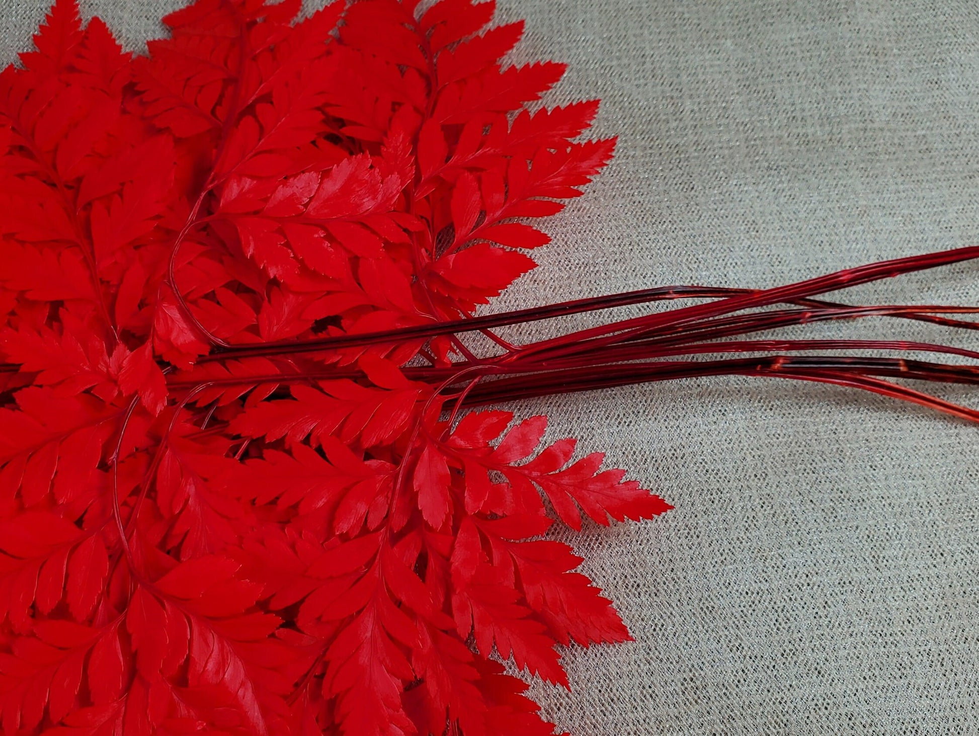 Red Preserved Fern: Wedding Bouquet Filler, Dried Flower Arrangement (19-20" Tall)