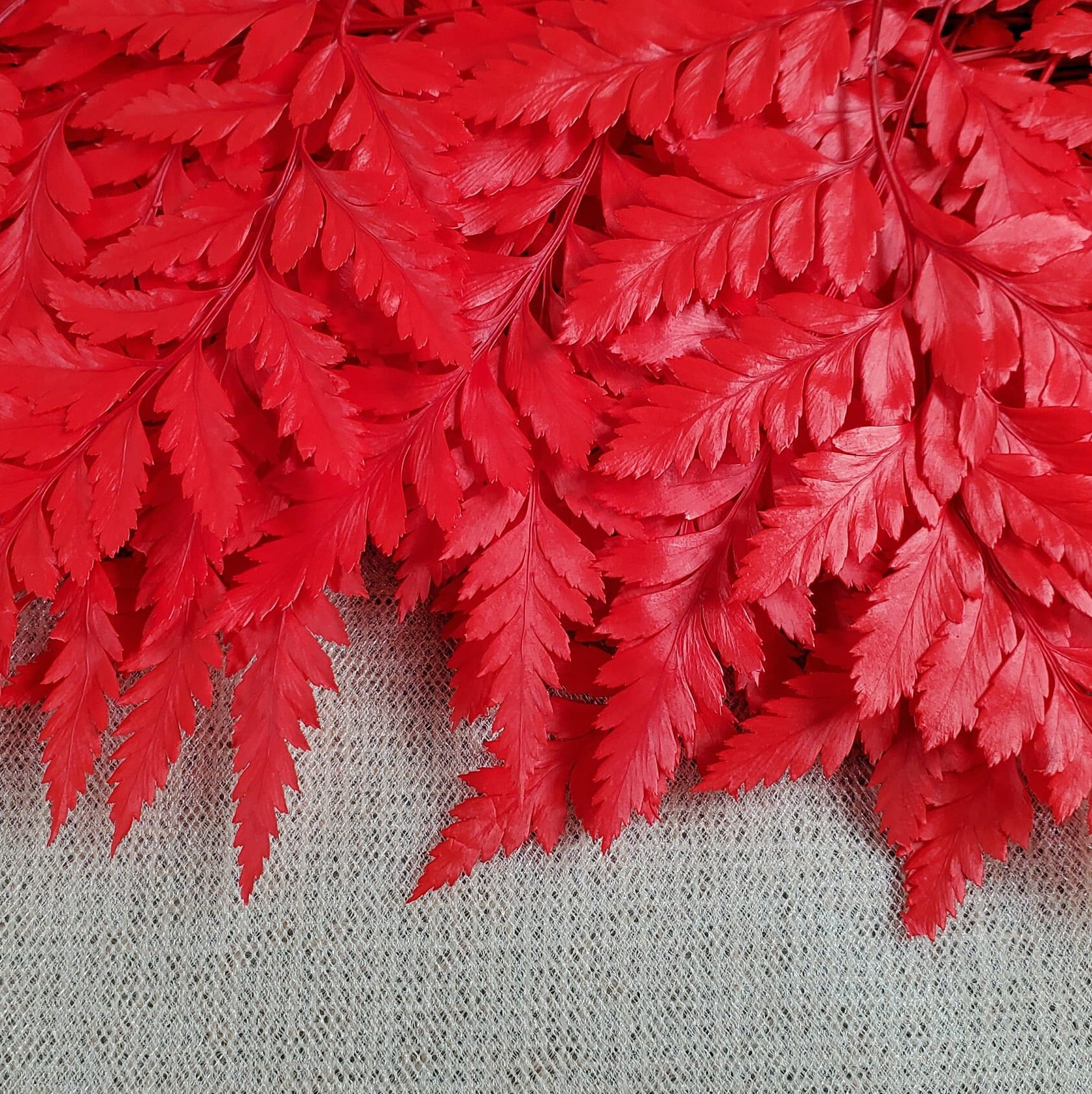 Red Preserved Fern: Wedding Bouquet Filler, Dried Flower Arrangement (19-20" Tall)