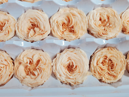 21 Champagne Preserved Roses: Dried Floral Wedding Decor