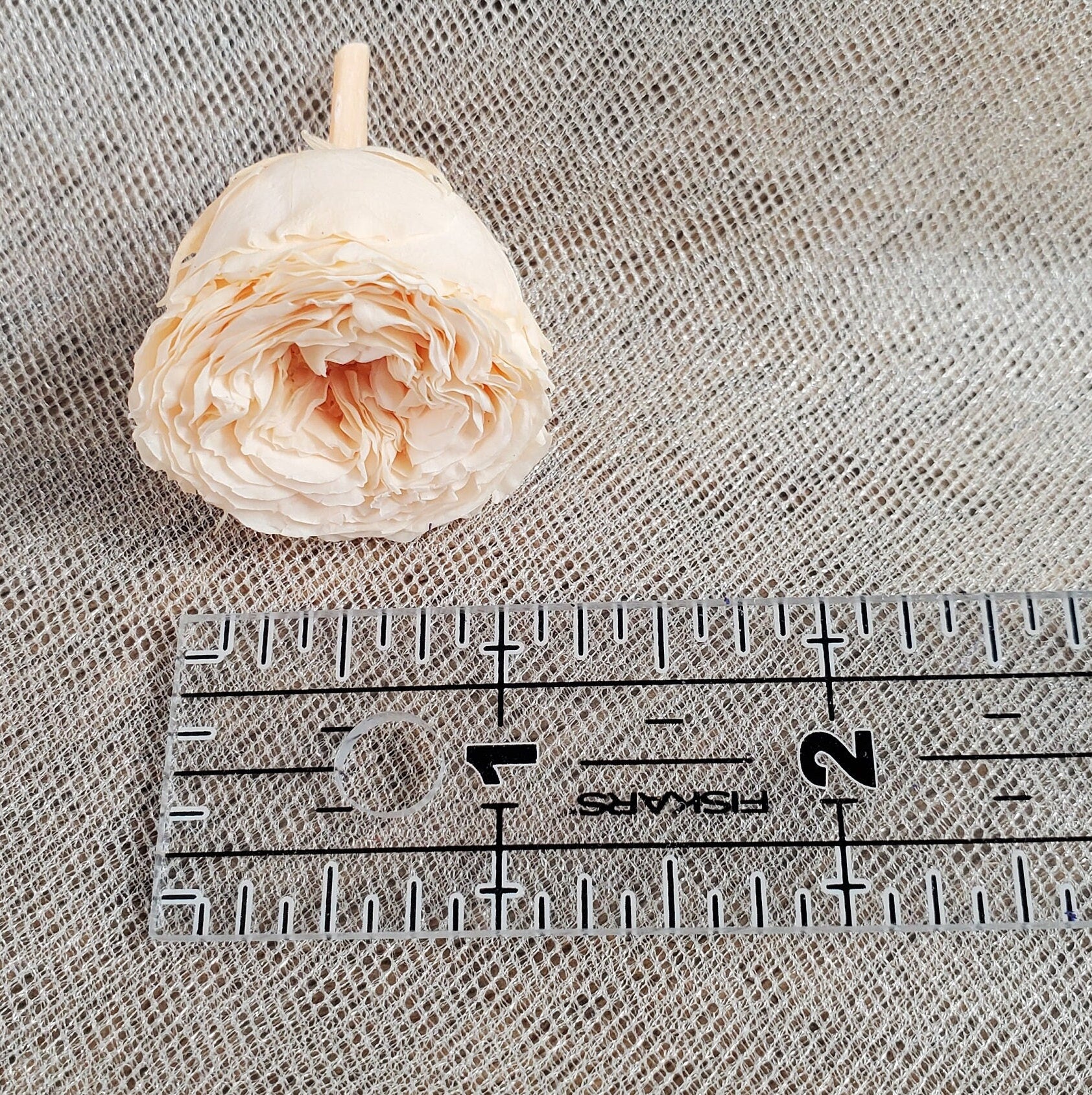 21 Champagne Preserved Roses: Dried Floral Wedding Decor