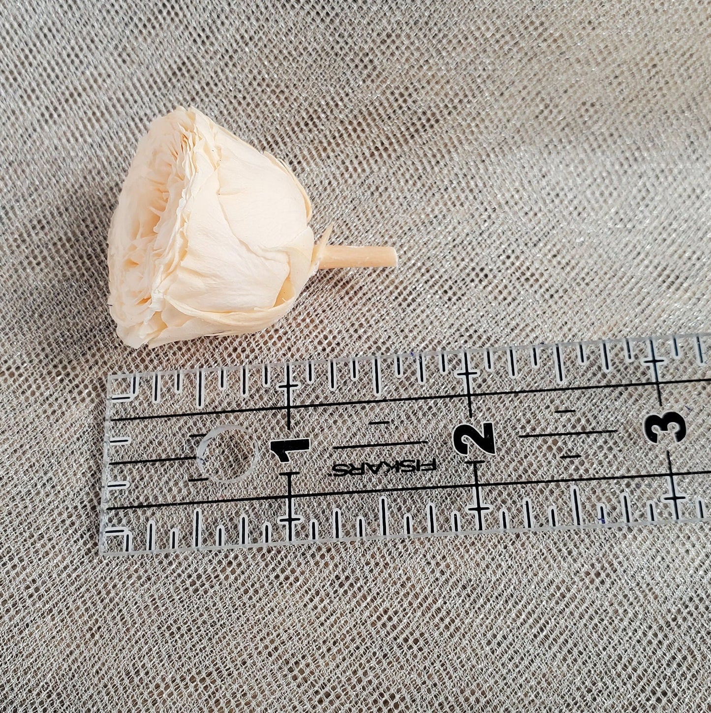 21 Champagne Preserved Roses: Dried Floral Wedding Decor