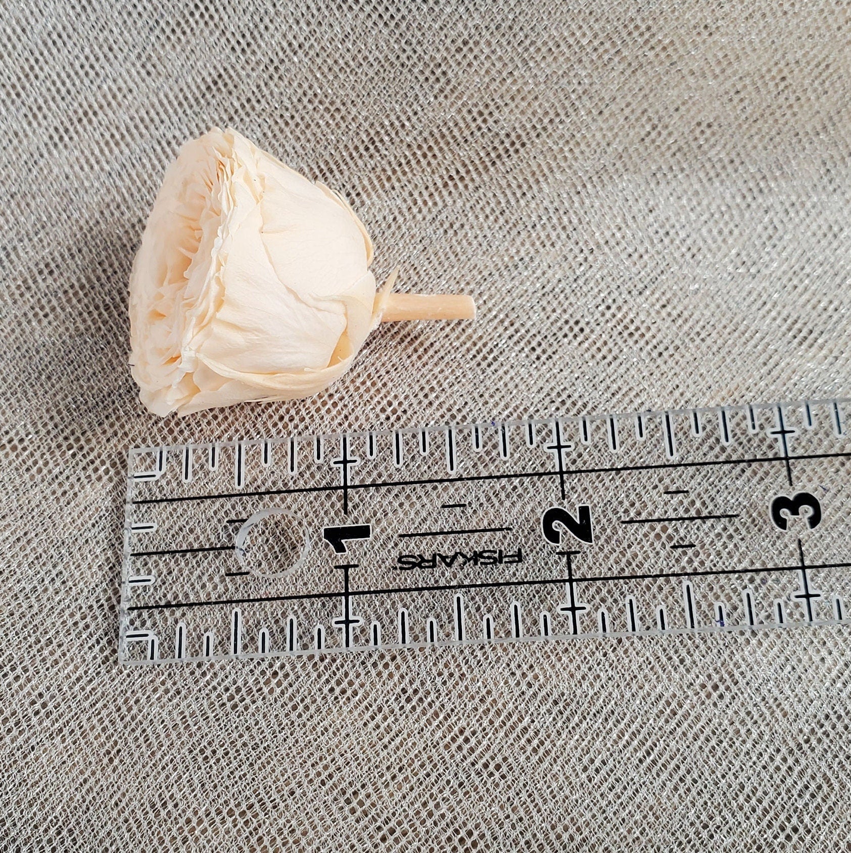 21 Champagne Preserved Roses: Dried Floral Wedding Decor