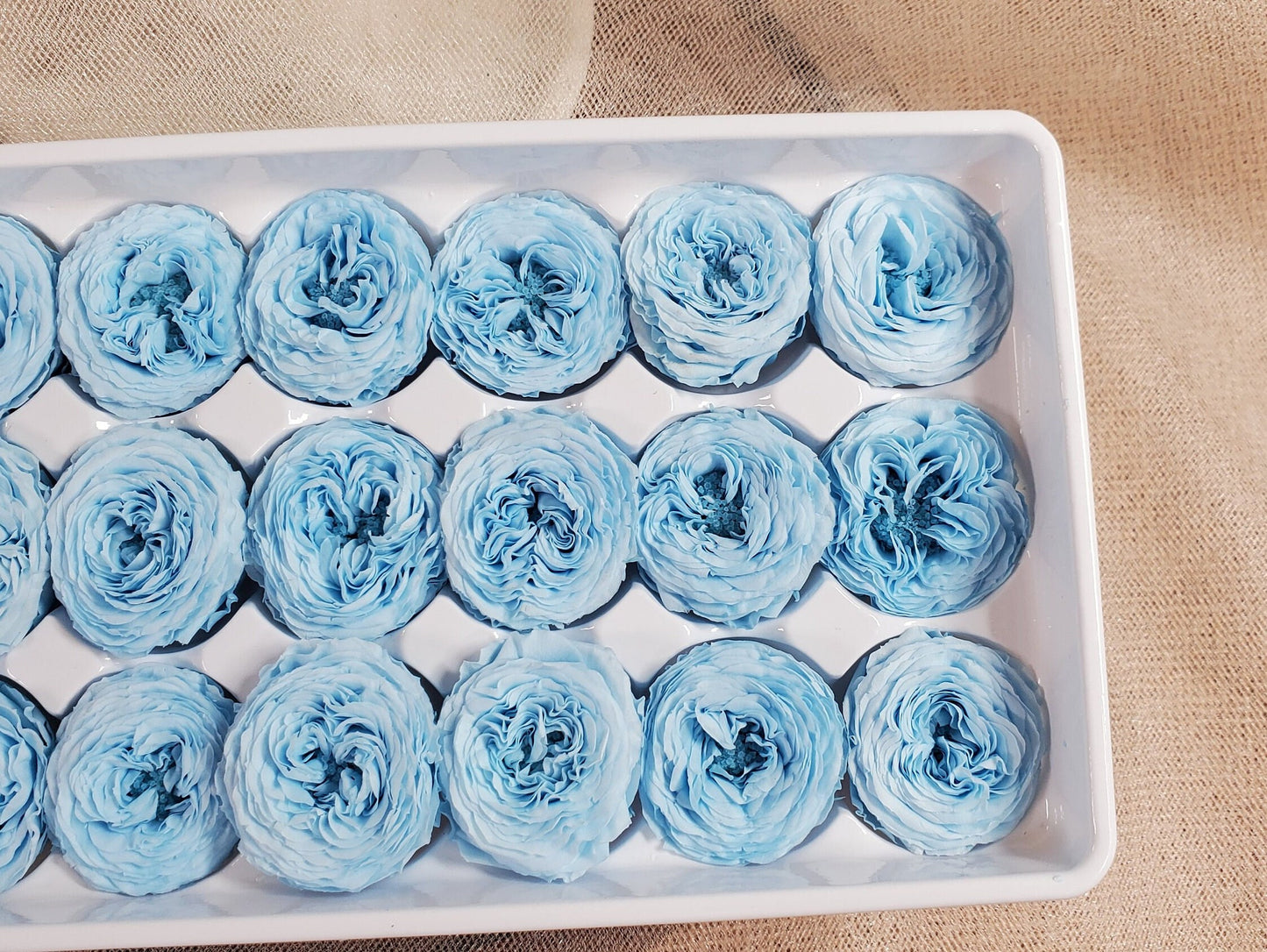 21 Sky Blue Preserved Roses: Dried Floral Wedding Decor