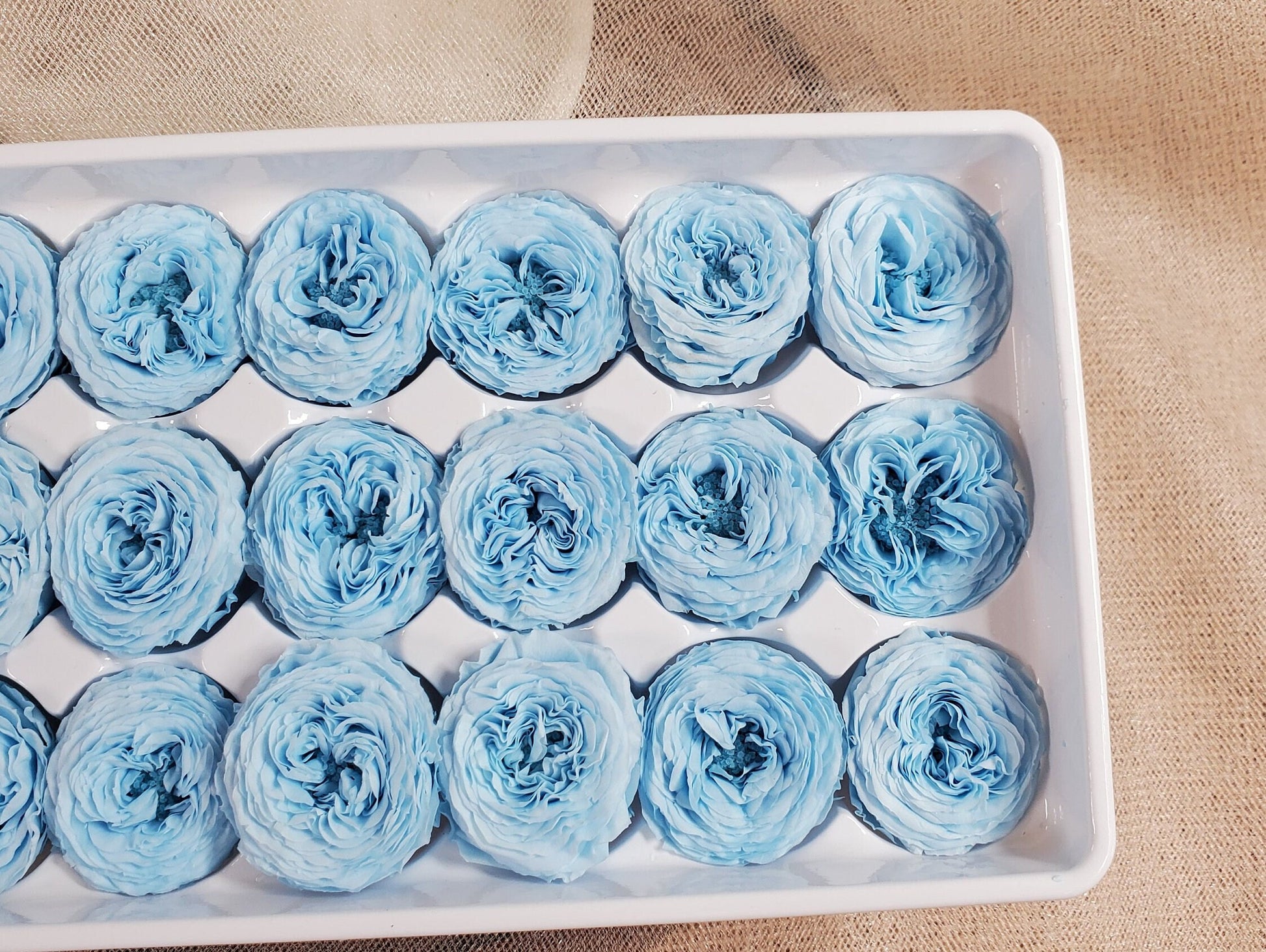 21 Sky Blue Preserved Roses: Dried Floral Wedding Decor