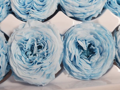 21 Sky Blue Preserved Roses: Dried Floral Wedding Decor