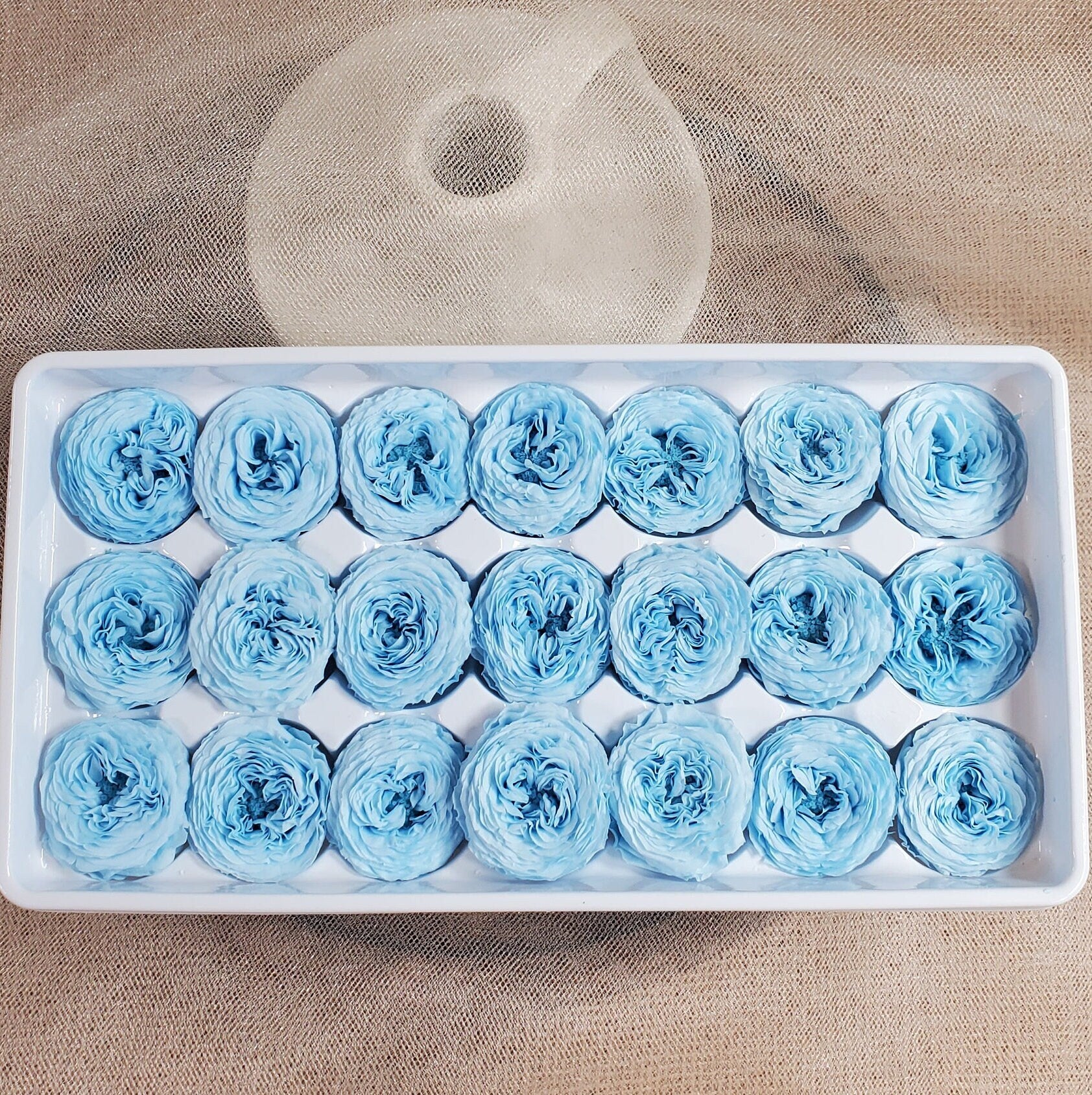 21 Sky Blue Preserved Roses: Dried Floral Wedding Decor