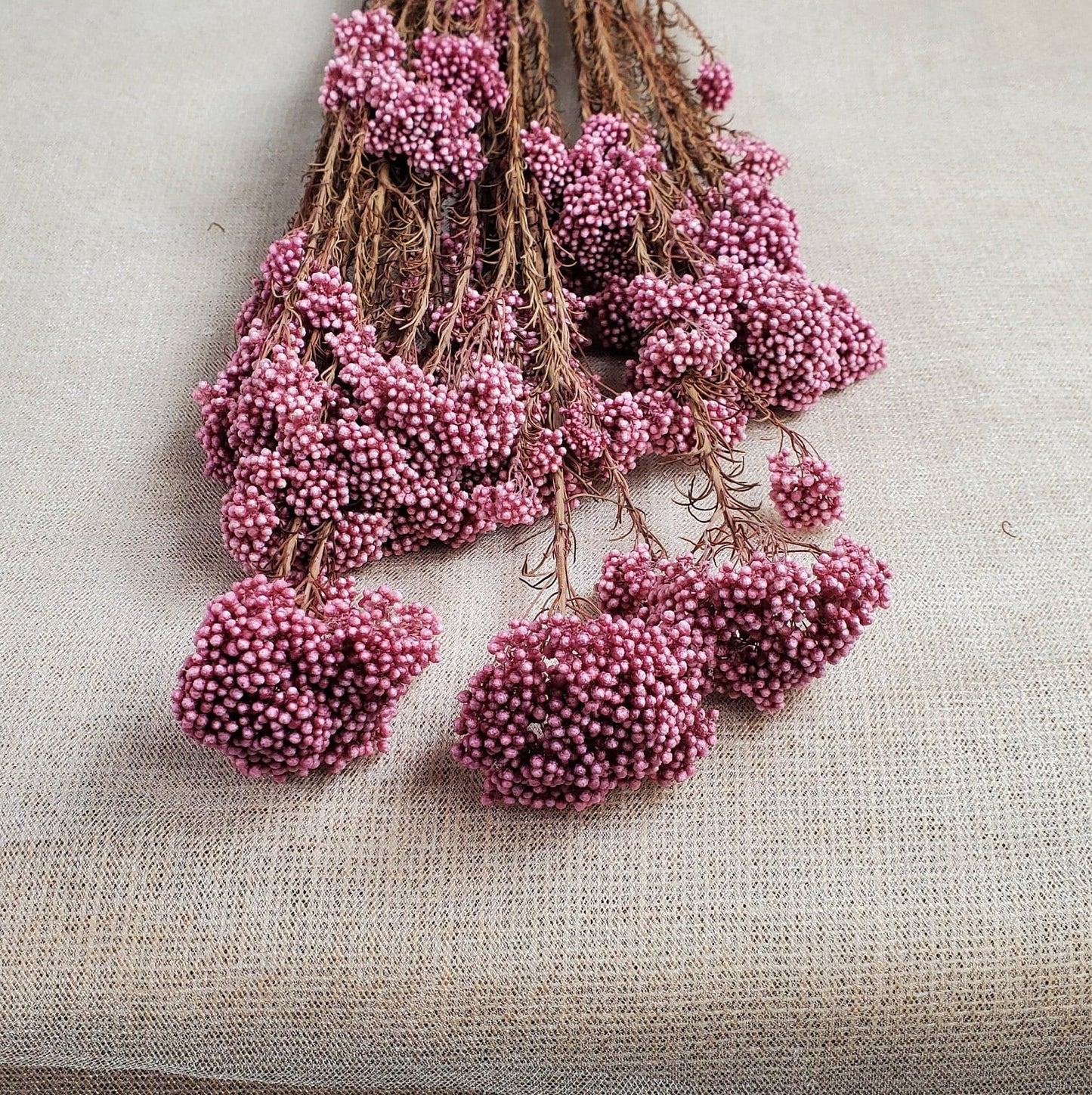 Light Purplish Red Preserved Rice Flower: Dried Floral Arrangement (19-20" Tall)