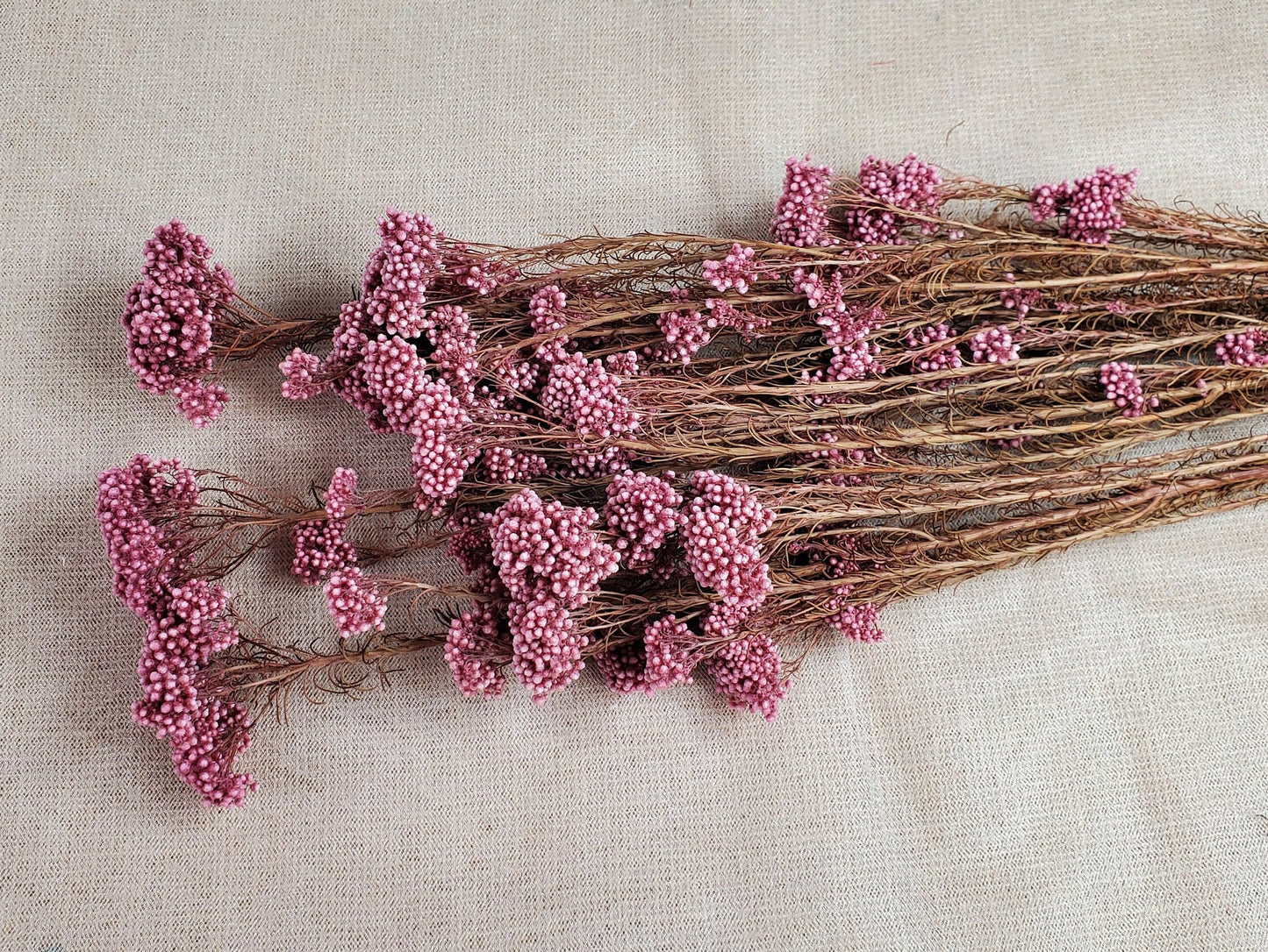 Light Purplish Red Preserved Rice Flower: Dried Floral Arrangement (19-20" Tall)