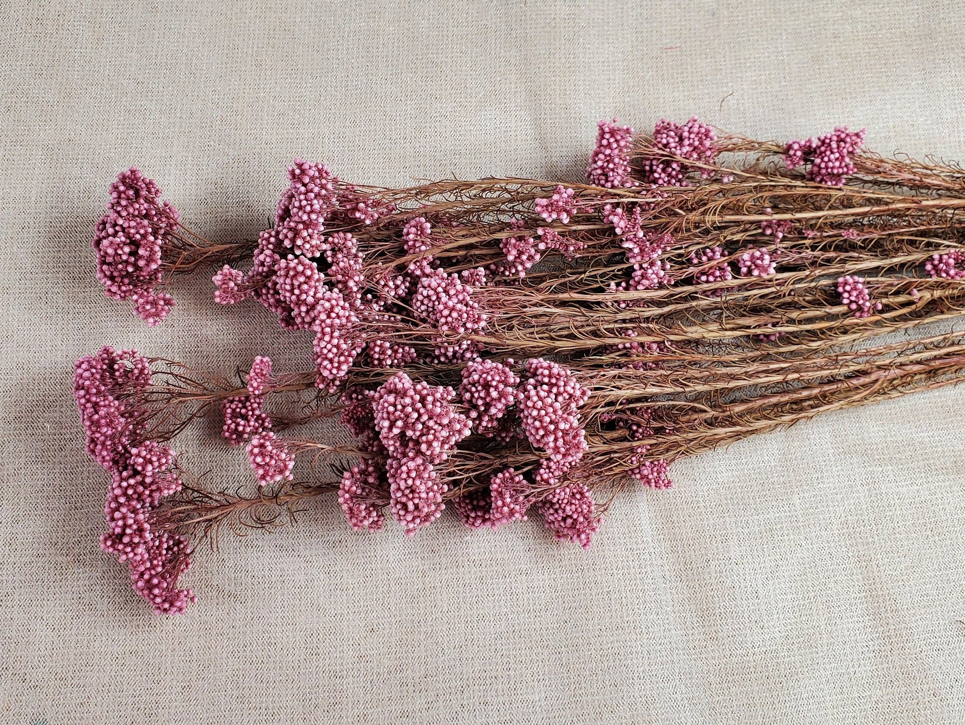 Light Purplish Red Preserved Rice Flower: Dried Floral Arrangement (19-20" Tall)