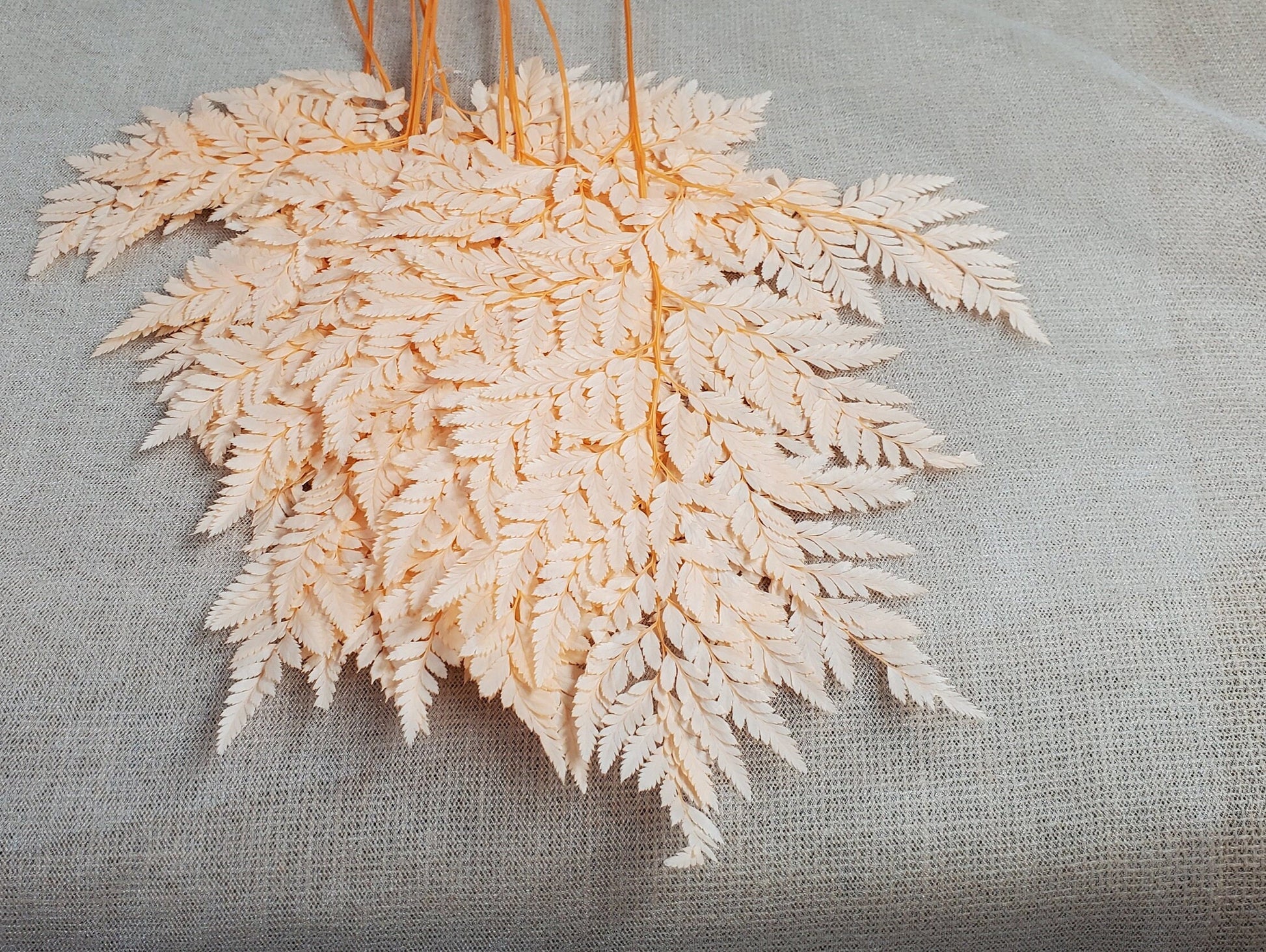 Champagne Preserved Fern: Wedding Bouquet Filler, Dried Flower Arrangement (19-20" Tall)