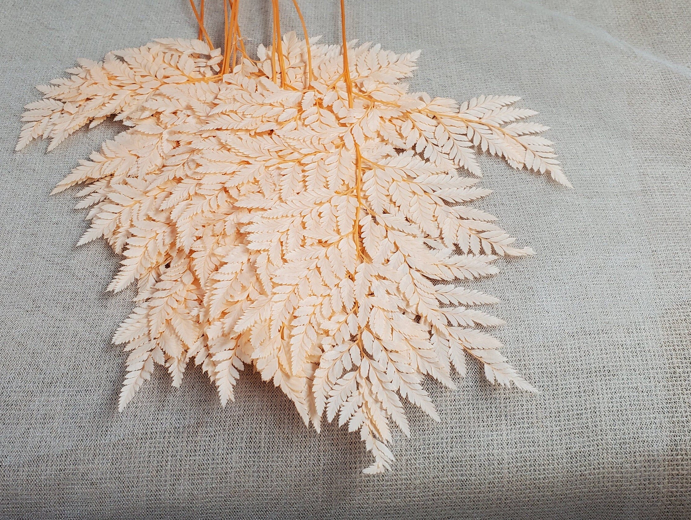 Champagne Preserved Fern: Wedding Bouquet Filler, Dried Flower Arrangement (19-20" Tall)