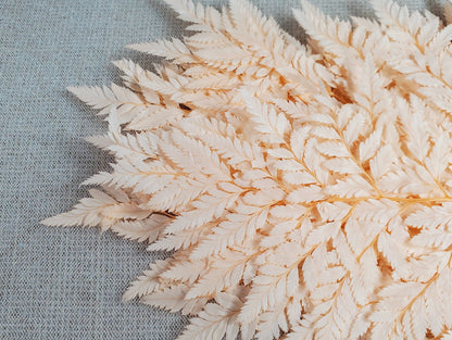 Champagne Preserved Fern: Wedding Bouquet Filler, Dried Flower Arrangement (19-20" Tall)