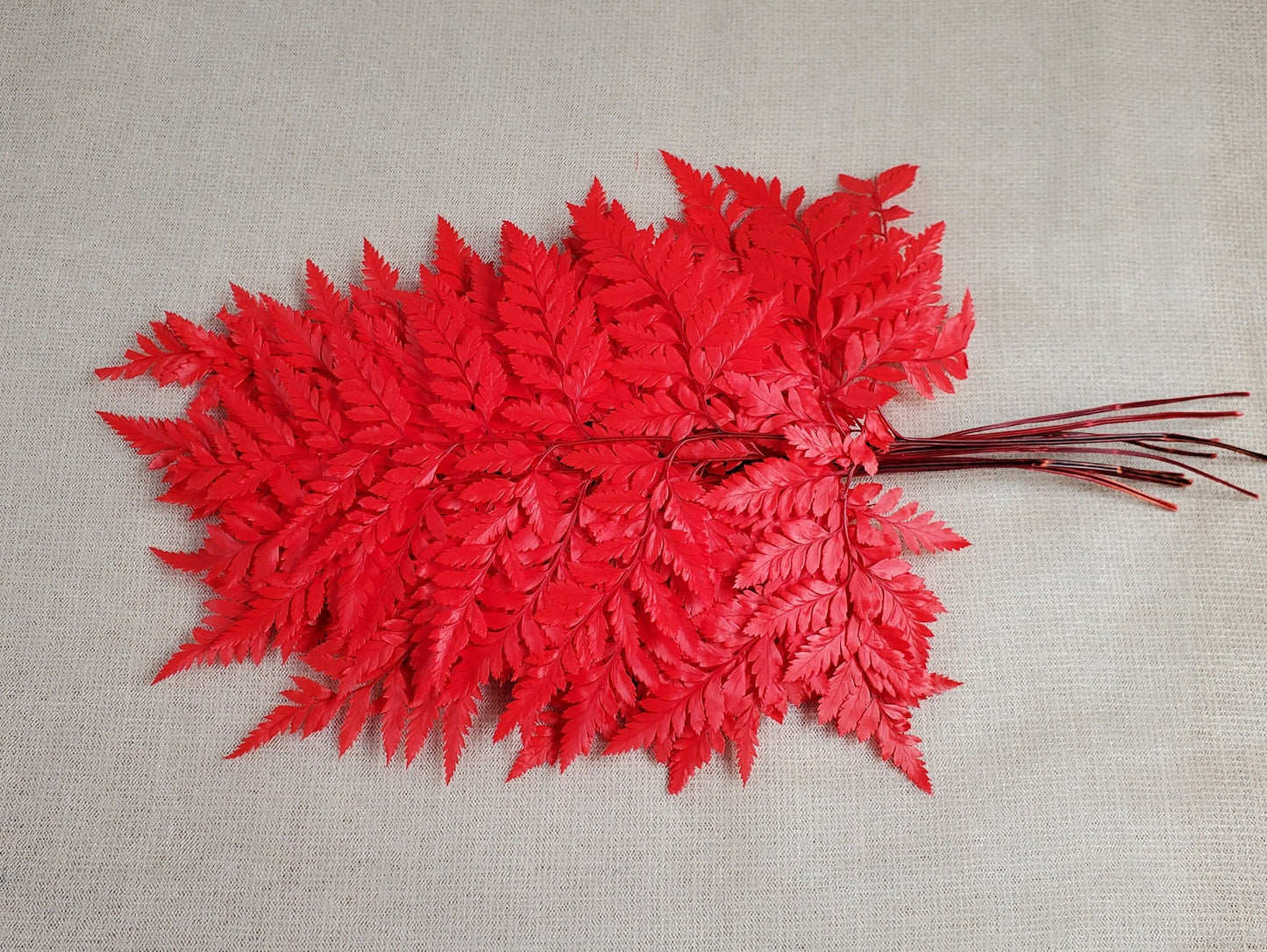 Red Preserved Fern: Wedding Bouquet Filler, Dried Flower Arrangement (19-20" Tall)