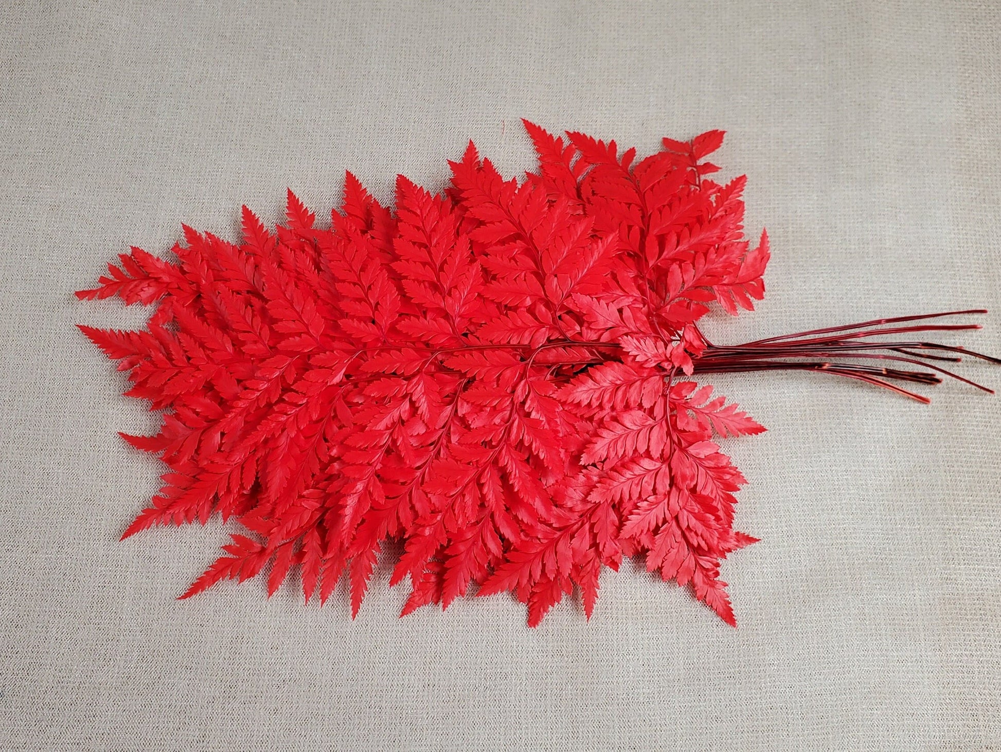 Red Preserved Fern: Wedding Bouquet Filler, Dried Flower Arrangement (19-20" Tall)