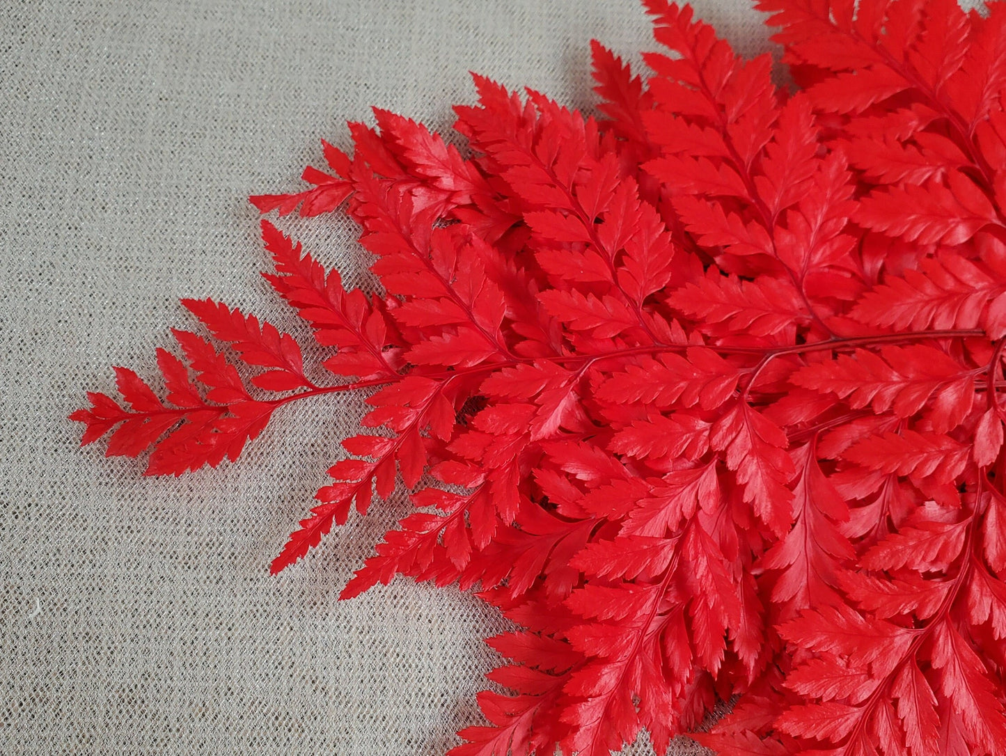 Red Preserved Fern: Wedding Bouquet Filler, Dried Flower Arrangement (19-20" Tall)